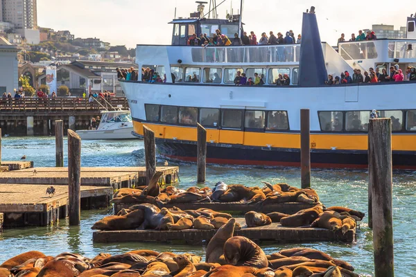 Turistler deniz aslanları gözlemlemek — Stok fotoğraf