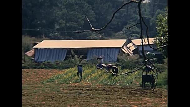 Hong kong farmer — Stockvideo