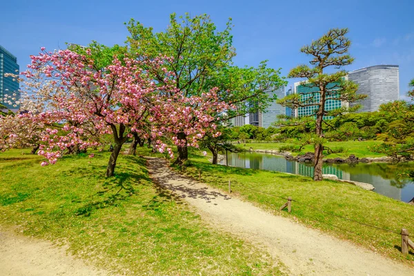 Jardín de Tokio Hanami — Foto de Stock
