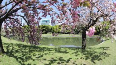 Oryantal Bahçe Sakura