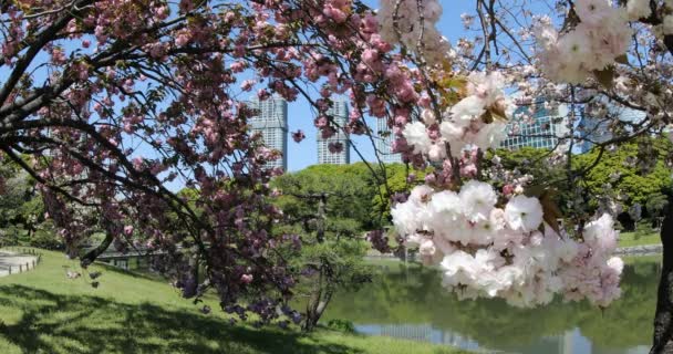 Oriental garden Sakura — Stock Video