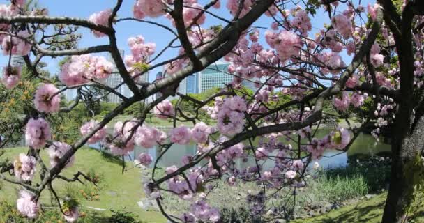 Roze sakura cherry blossom — Stockvideo