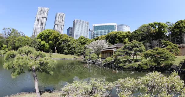Shiodome budovy v parku Hamarikyu Gardens — Stock video