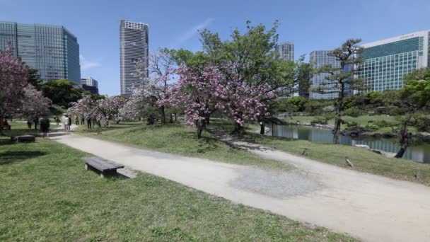 Jardín Sakura Tokio — Vídeo de stock