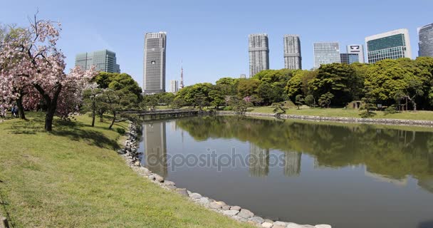 Ogrody Hamarikyu Tokio — Wideo stockowe