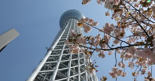 Tokyo Skytree con flores de cerezo — Vídeo de stock