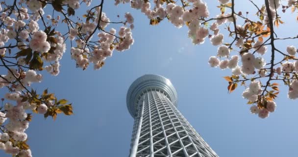 Токіо Skytree Сакура — стокове відео