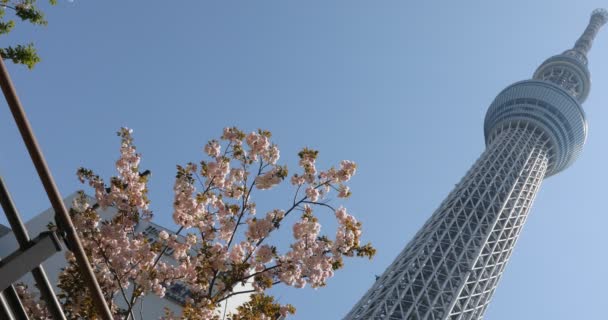 Tokyo Skytree sakura — Stock Video