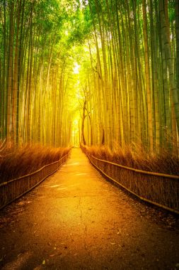 Arashiyama bambu Kyoto