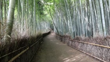 Bambu ormanı Arashiyama arka plan
