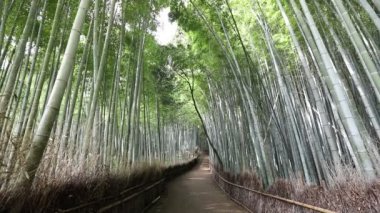 Bambu ormanında yürüyen kadın