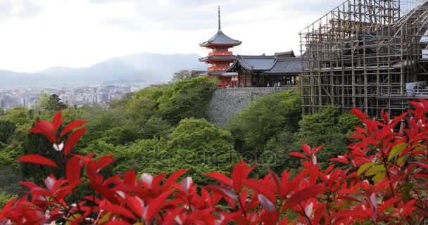 Kiyomizudera храм пташиного польоту — стокове відео