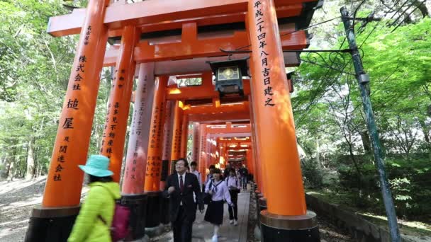 Fushimi Inari shinto — Stockvideo