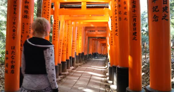 Reisen bei fushimi inari — Stockvideo