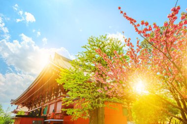 Senso-ji kiraz çiçeği ile