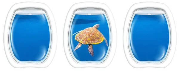 Tengeri teknős lőrés windows — Stock Fotó