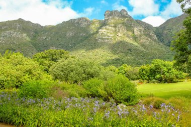 KIRSTENBOSCH Bahçe Soth Afrika