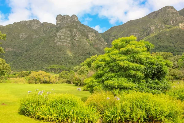 Kirstenbosch Cape Town — Stock Photo, Image