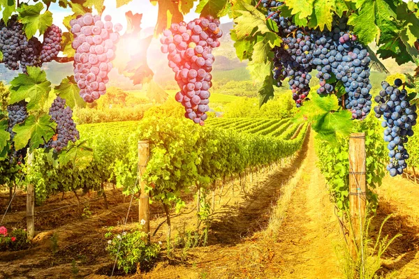 Vörös szőlő lóg a vineyard — Stock Fotó
