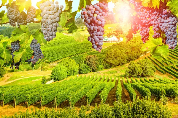 Druiven opknoping in de wijngaard — Stockfoto