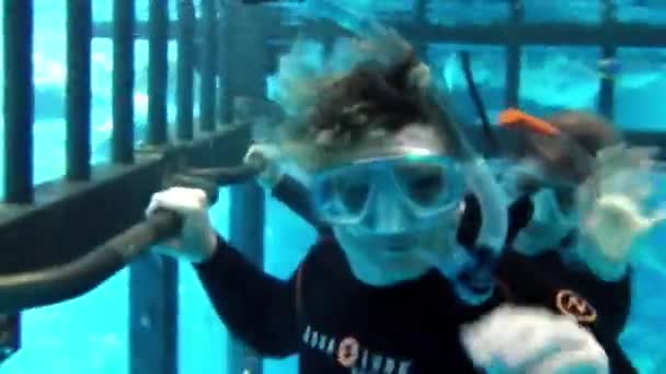 Dykning i bur med hajar — Stockvideo