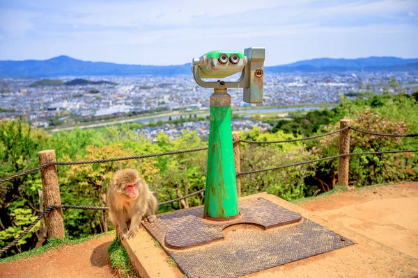 Parque de monos de Iwatayama — Foto de Stock