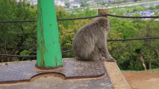 Iwatayama Monkey Park — Stockvideo