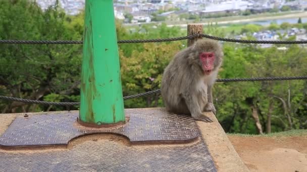 Iwatayama Monkey Park Arashiyama — Stockvideo
