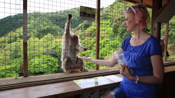 Frau füttert Affen — Stockvideo