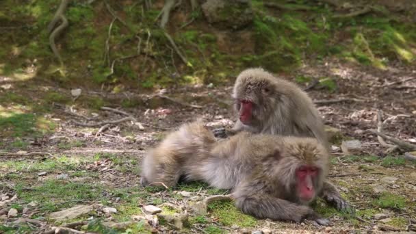 Arashiyama Kyoto maymunlar — Stok video