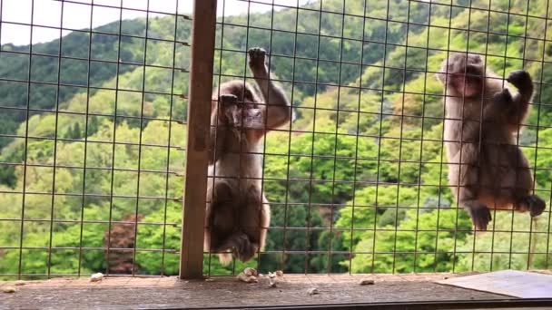 Funny Japanese monkeys — Stock Video