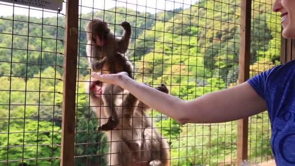 Vrouw toeristische aap — Stockvideo
