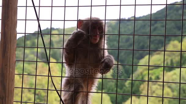 Baby Japanese monkey — стоковое видео