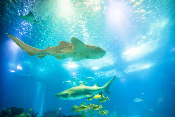 Mélytengeri cápa háttér — Stock Fotó