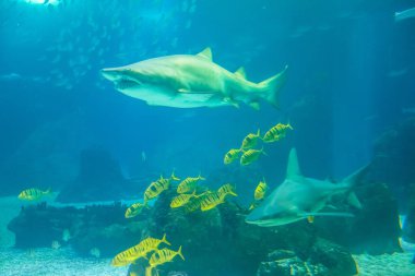 Sualtı köpekbalığı arka plan