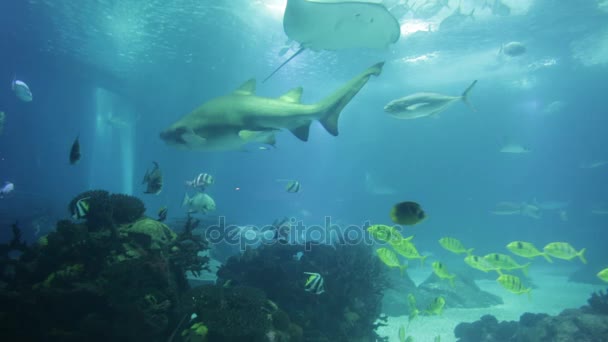 Rekiny akwarium Lizbony — Wideo stockowe