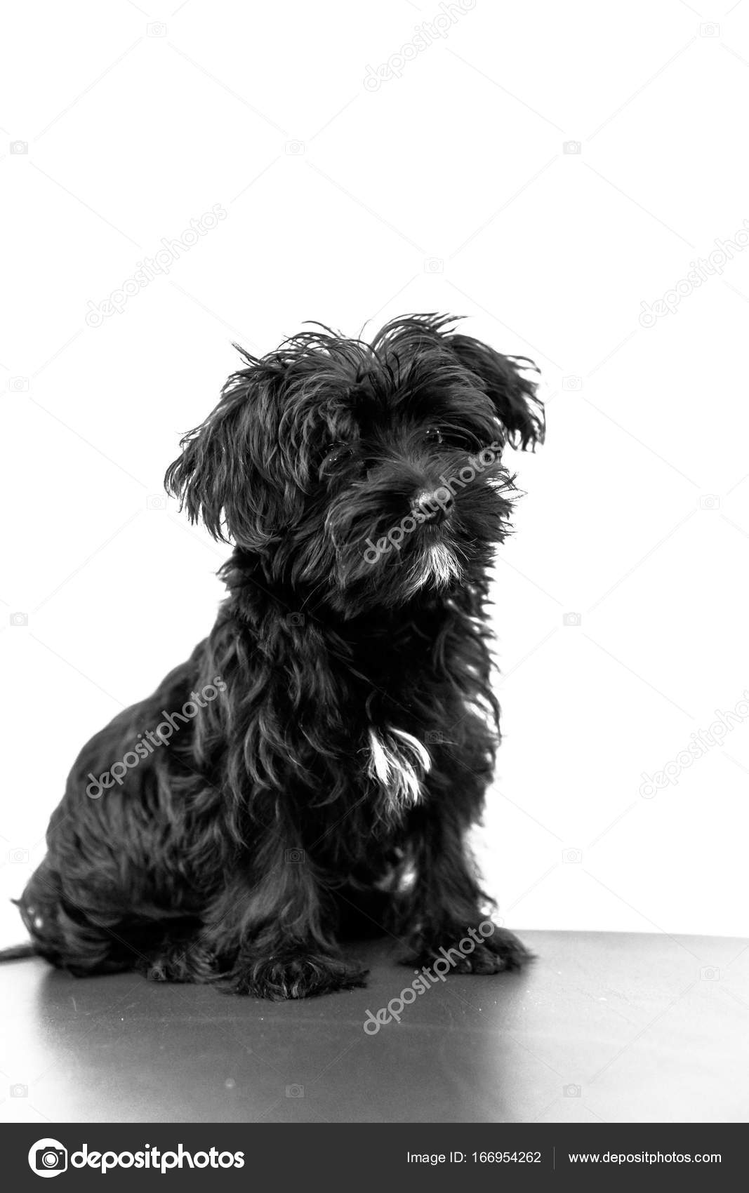 Corto Maltese Colori O Bianco E Nero