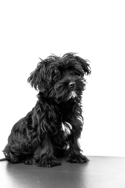 Мальтійська-чорний собака — стокове фото