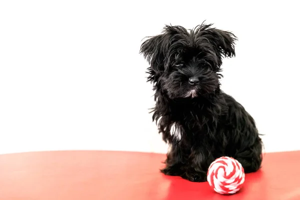 Petit Chien Noir Morkie Yorktese Malkie Chiot Mois Sur
