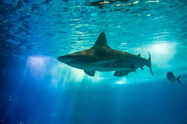 Podvodní žralok pozadí — Stock fotografie