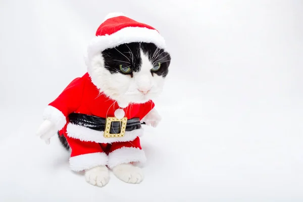 Vestido de Santa Claus Cat — Foto de Stock