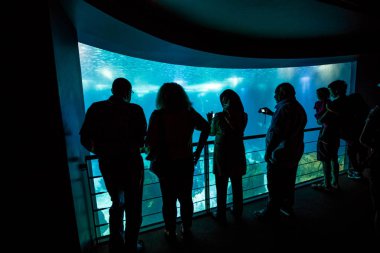 Lisbon Oceanarium Portekiz