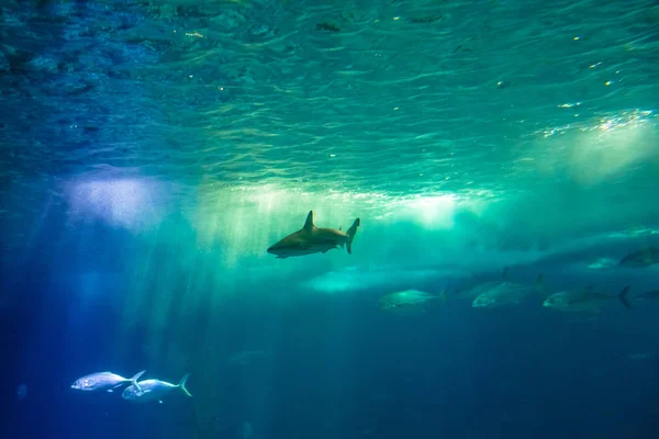 Víz alatti táj háttér — Stock Fotó