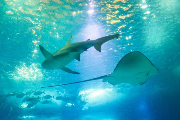 Sting Ray y Tiburón — Foto de Stock
