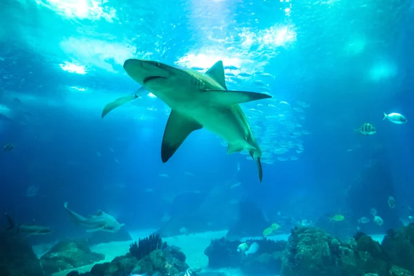 Tiburón blanco submarino — Foto de Stock