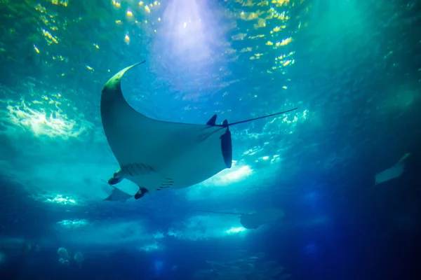 Manta Ray bajo el agua — Foto de Stock