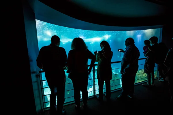 Lisszabon Oceanarium, Portugália — Stock Fotó