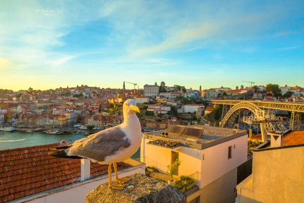 Douro-Flussmöwe — Stockfoto