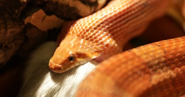 Кукурузная змея — стоковое видео