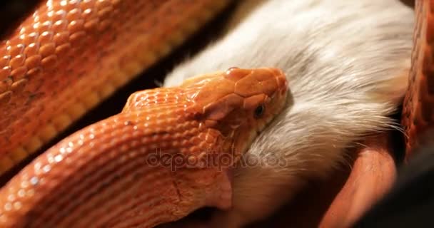 玉米蛇的猎物 — 图库视频影像